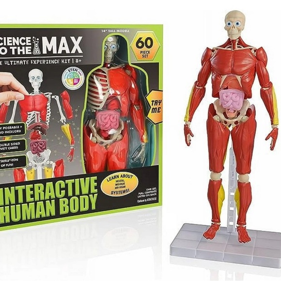 Science to the Max Interactive 14" Human Body. - Picture 2 of 5